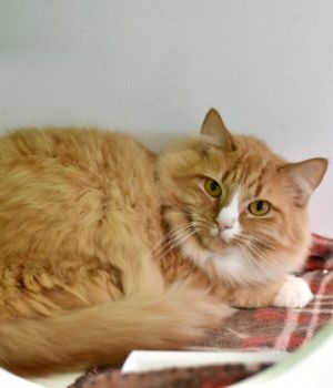 Chase is part of the Kitty Keeper program Chase is part of a bonded pair with A