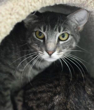 Katie came to GM when her owner could no longer care for her Katie is the mom of four adult