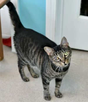 Honey Bean originally came to Good Mews in March 2021 when she transferred from 