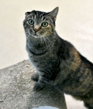 Mousie Domestic Short Hair Cat