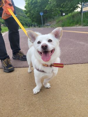 Corgi store jindo mix