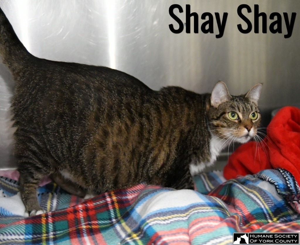 Shay Shay