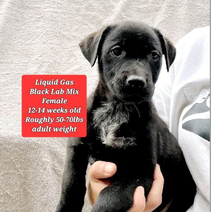 Dog for adoption Liquid Gas, a Black Labrador Retriever Mix in Oviedo