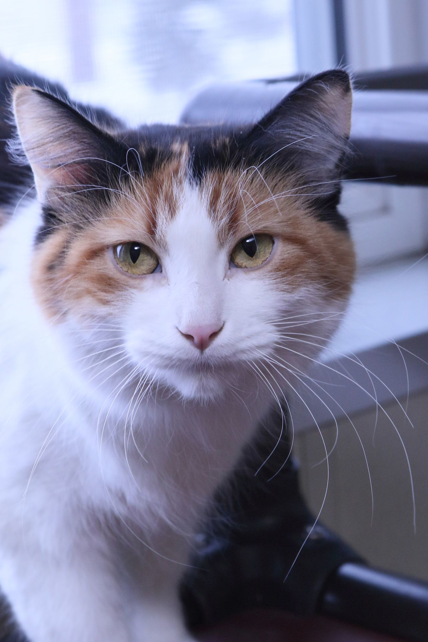 Shontell, an adoptable Calico in Austin, MN, 55912 | Photo Image 1