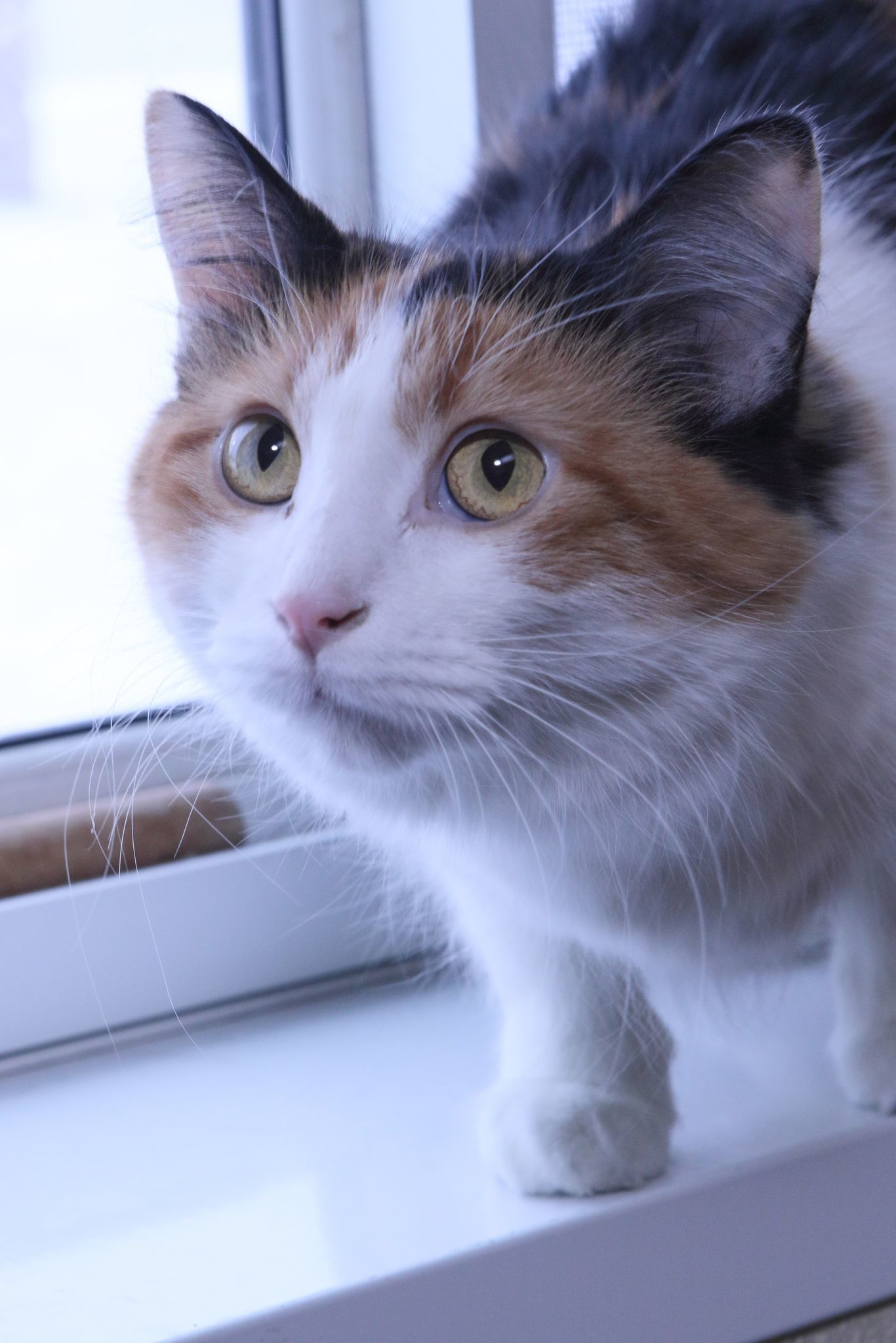 Shontell, an adoptable Calico in Austin, MN, 55912 | Photo Image 2