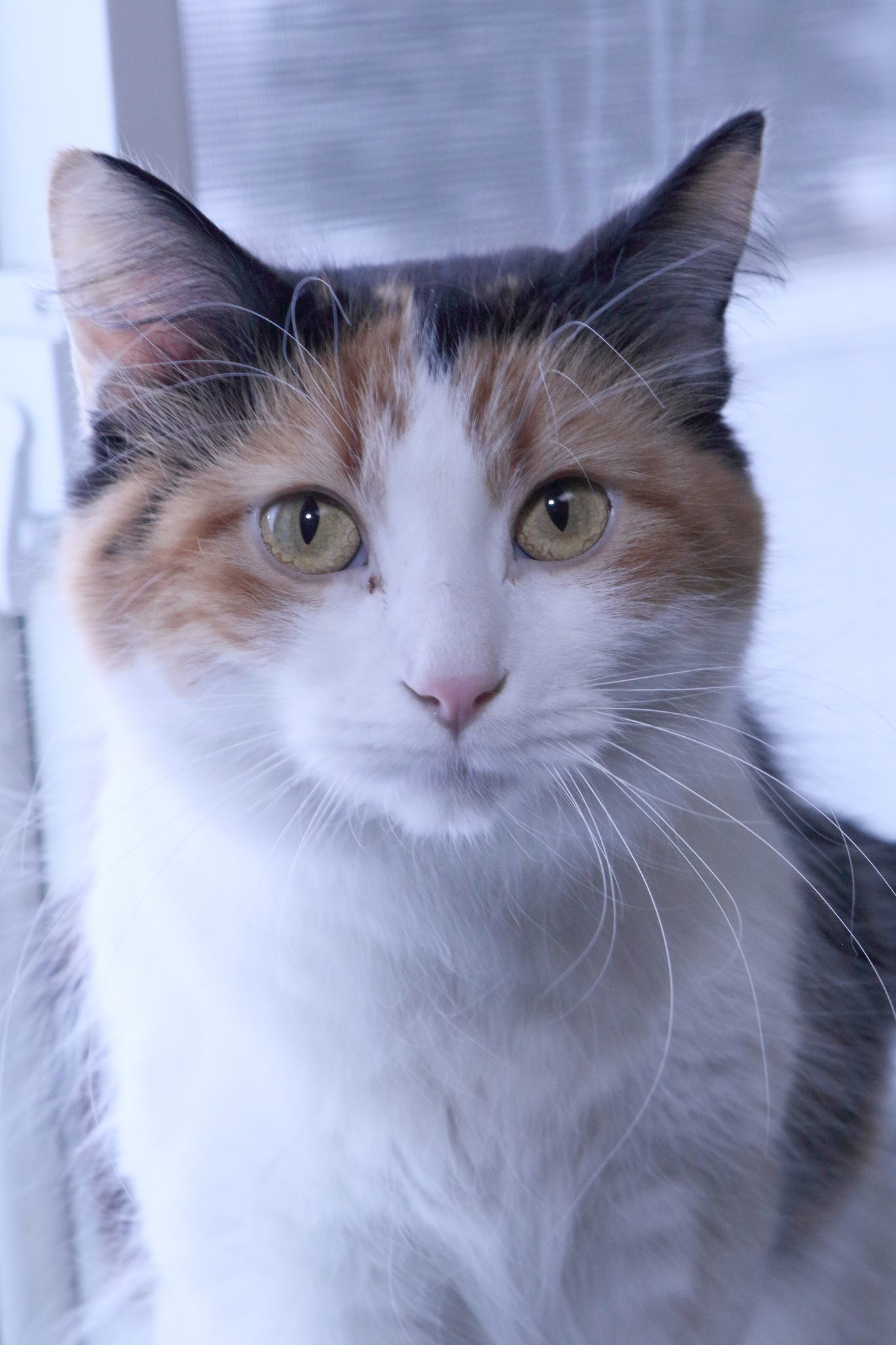 Shontell, an adoptable Calico in Austin, MN, 55912 | Photo Image 3