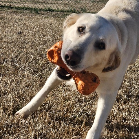 Dog for adoption King a Mixed Breed in Elizabeth City NC