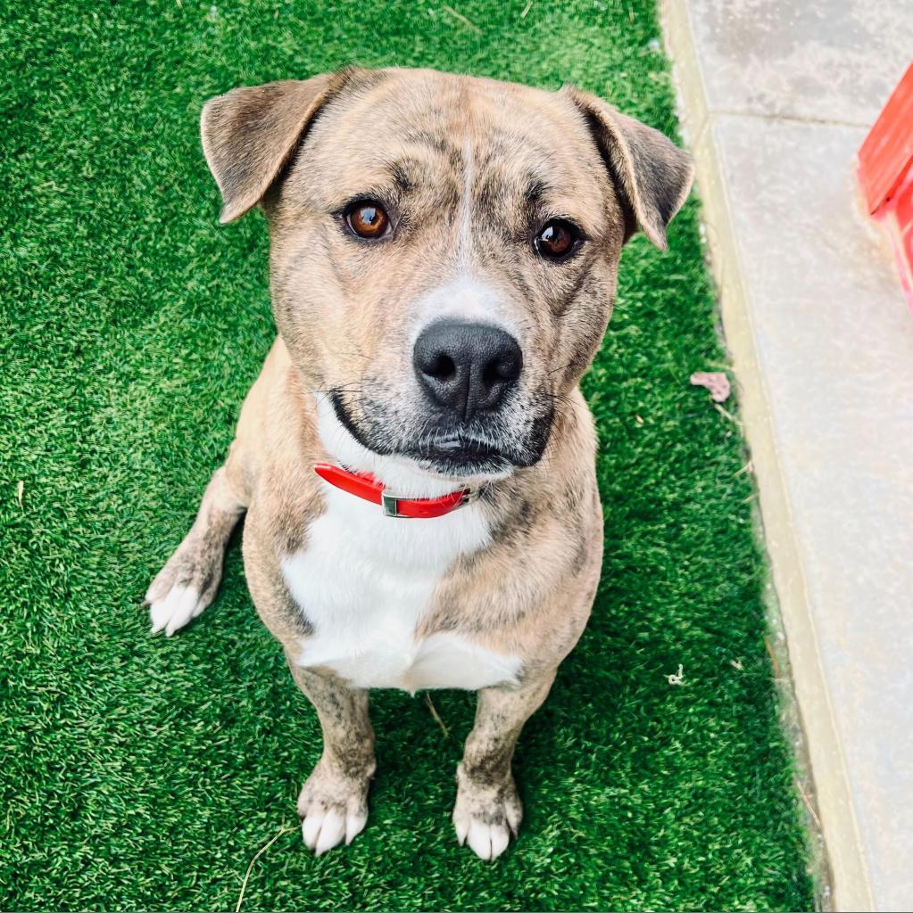 Spruce, an adoptable Pit Bull Terrier in Evansville, IN, 47710 | Photo Image 1