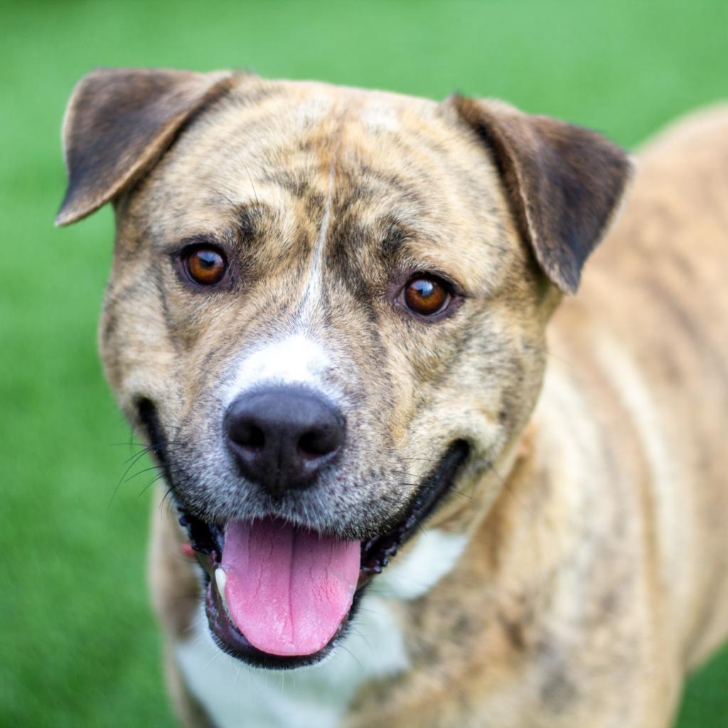 Spruce, an adoptable Pit Bull Terrier in Evansville, IN, 47710 | Photo Image 1