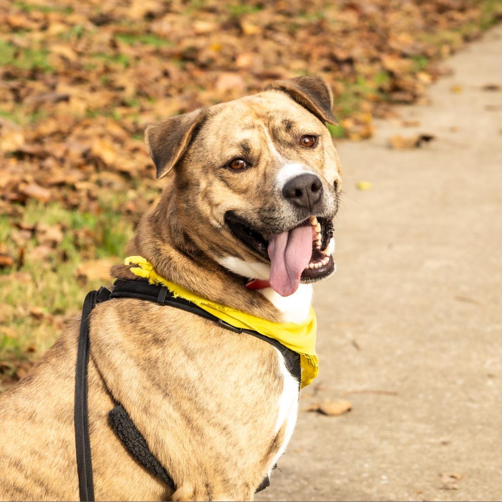 Spruce, an adoptable Pit Bull Terrier in Evansville, IN, 47710 | Photo Image 2