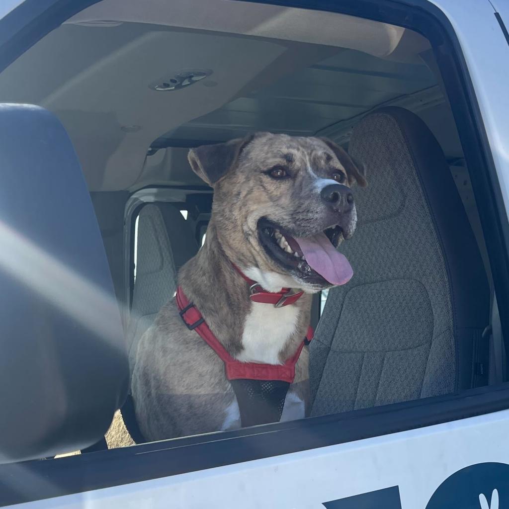 Spruce, an adoptable Pit Bull Terrier in Evansville, IN, 47710 | Photo Image 5