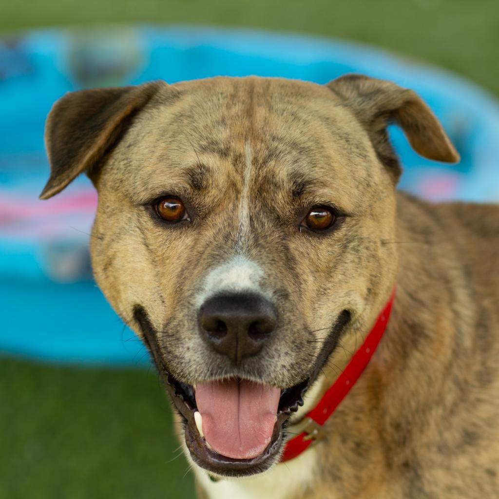 Spruce, an adoptable Pit Bull Terrier in Evansville, IN, 47710 | Photo Image 6