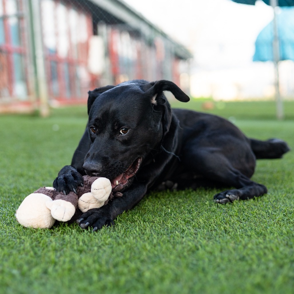 Dennis, an adoptable Black Labrador Retriever, Pit Bull Terrier in Evansville, IN, 47710 | Photo Image 1