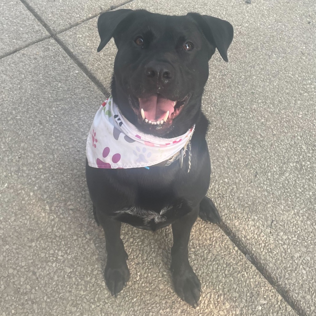 Dennis, an adoptable Black Labrador Retriever, Mixed Breed in Evansville, IN, 47710 | Photo Image 1