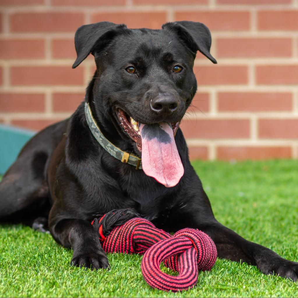 Dennis, an adoptable Black Labrador Retriever, Pit Bull Terrier in Evansville, IN, 47710 | Photo Image 2