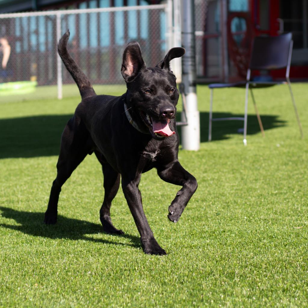 Dennis, an adoptable Black Labrador Retriever, Pit Bull Terrier in Evansville, IN, 47710 | Photo Image 4