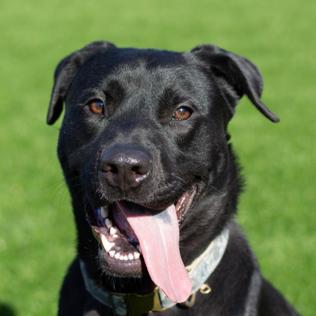 Dennis, an adoptable Black Labrador Retriever, Pit Bull Terrier in Evansville, IN, 47710 | Photo Image 5