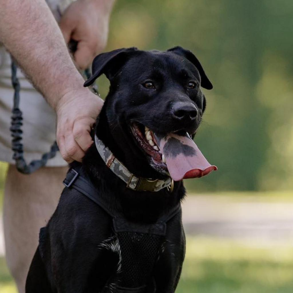 Dennis, an adoptable Black Labrador Retriever, Pit Bull Terrier in Evansville, IN, 47710 | Photo Image 6