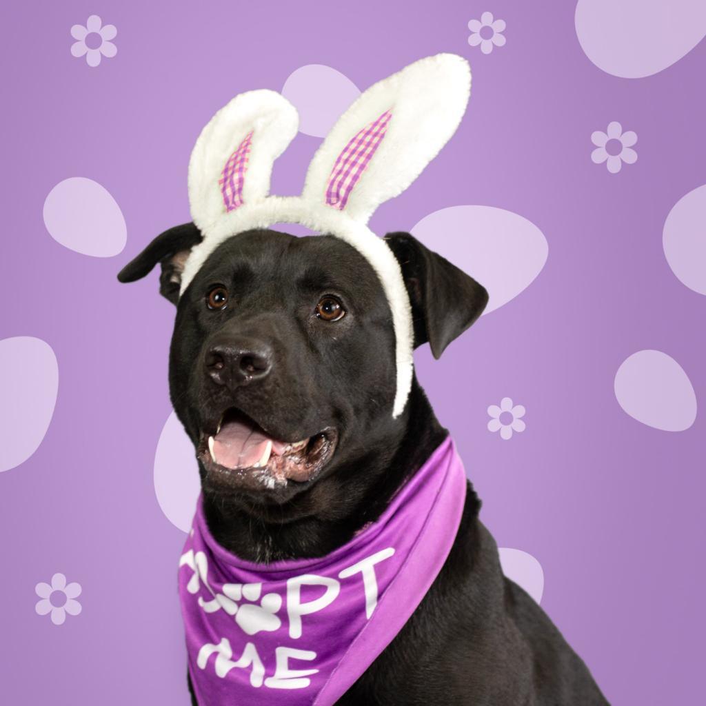 Dennis, an adoptable Black Labrador Retriever, Mixed Breed in Evansville, IN, 47710 | Photo Image 6