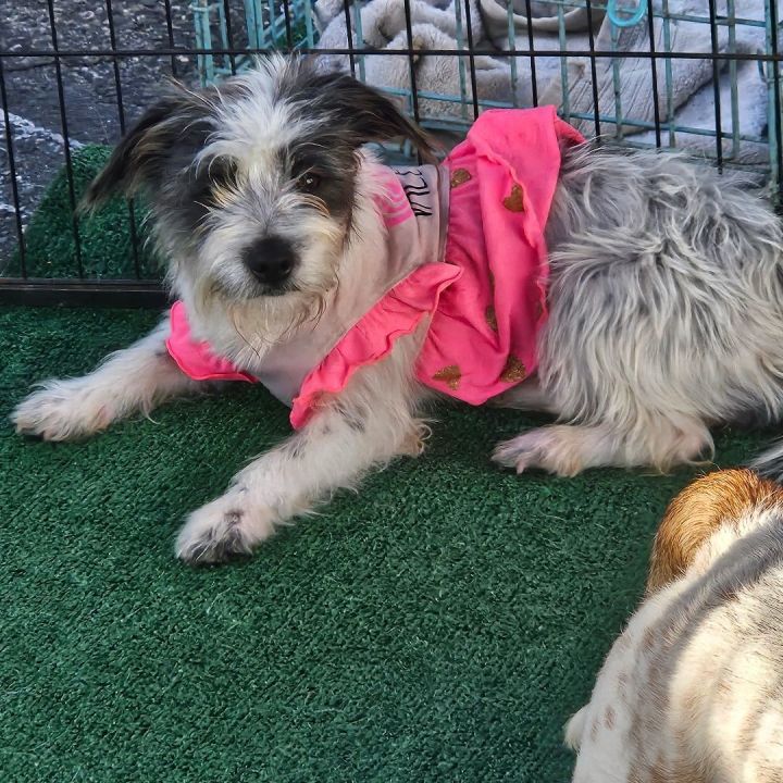 Baby terrier hot sale mix