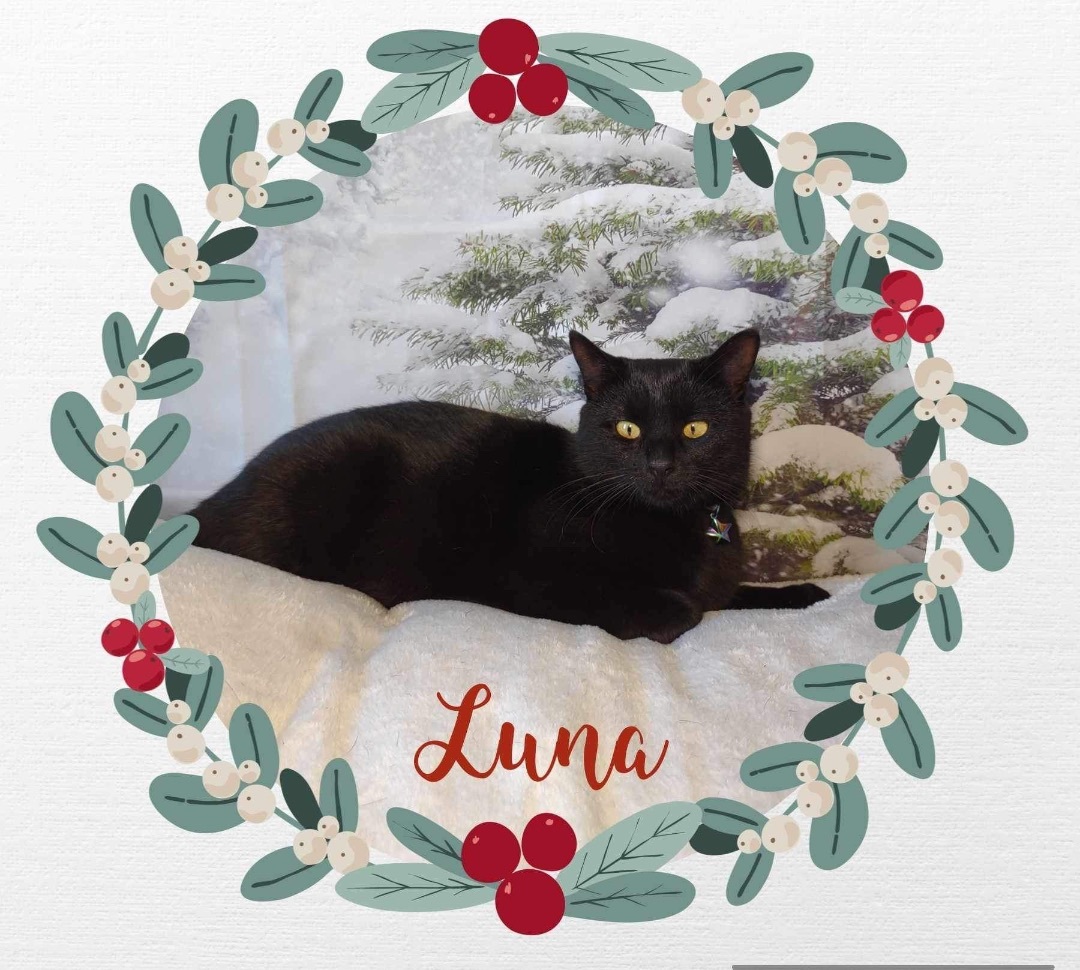 Luna, an adoptable Burmese in Washington, IN, 47501 | Photo Image 1