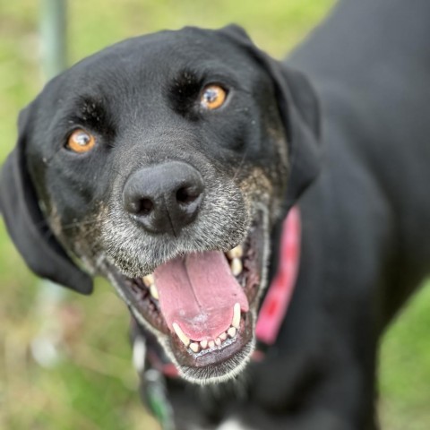 Charley 3