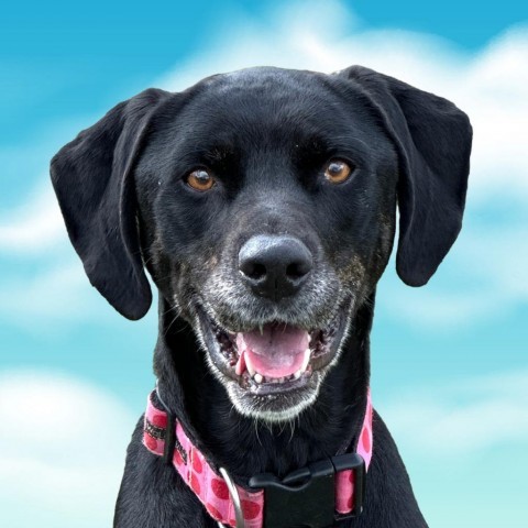 Charley 4