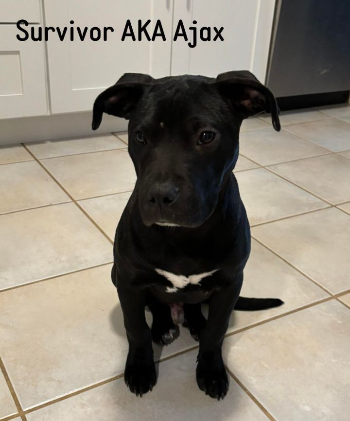 Dog for adoption Survivor AKA Ajax, a Pit Bull Terrier Mix in Elburn