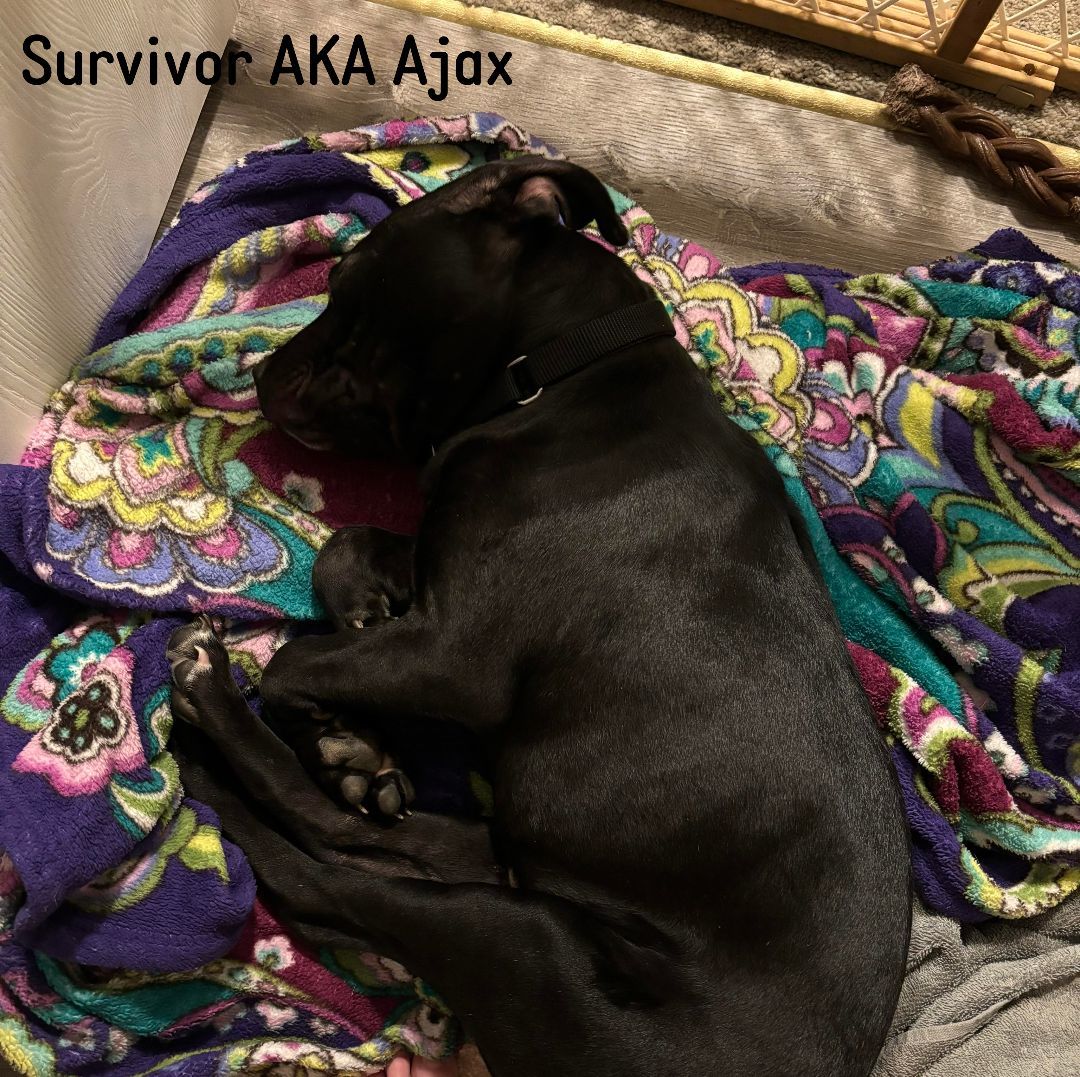 Survivor AKA Ajax