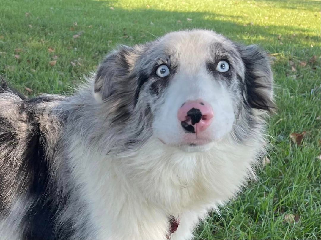 Australian shepherd rescue mid hot sale atlantic