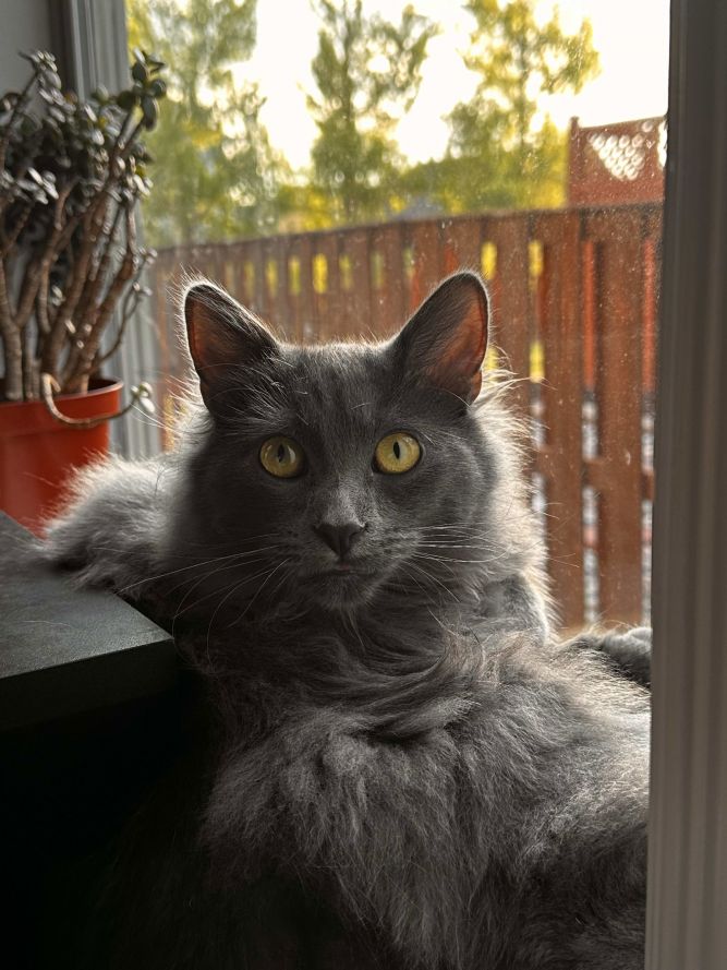 Cameron