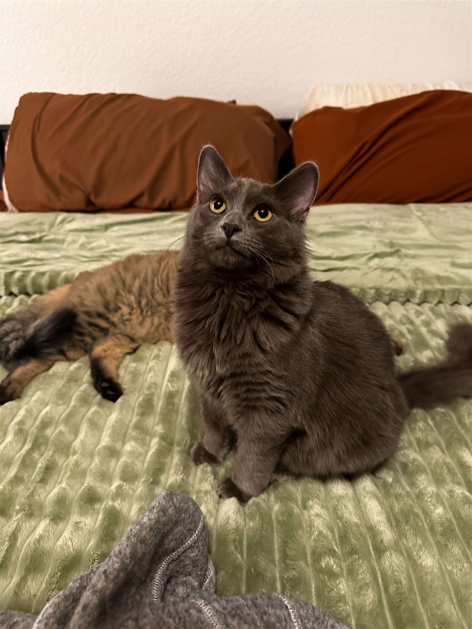Cameron, an adoptable Domestic Long Hair in Laramie, WY, 82073 | Photo Image 3
