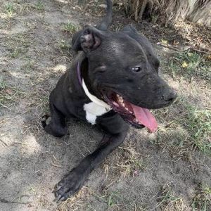 Dog for adoption - Fable, a Labrador Retriever in Cumberland, RI