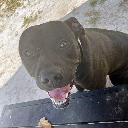 Dog for adoption - Fable, a Labrador Retriever in Cumberland, RI