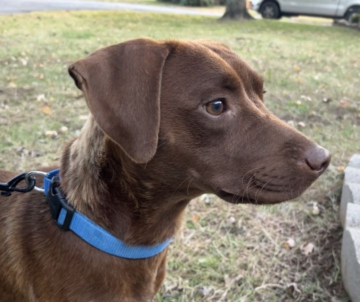 Ginger best sale patterdale terrier