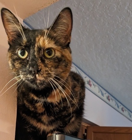 Luna the Tortie 1