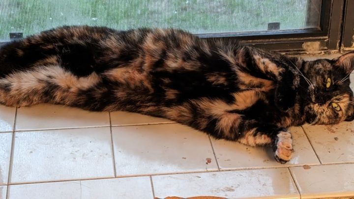 Luna the Tortie 2