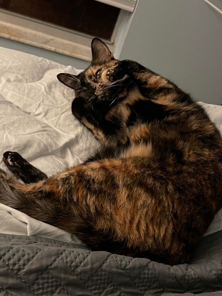 Luna the Tortie 3