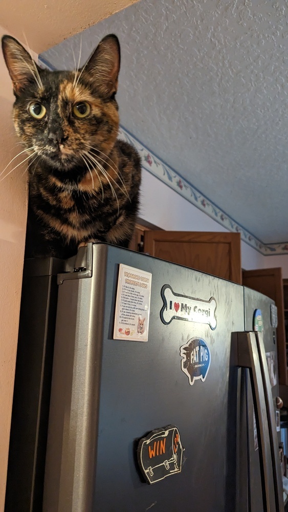 Luna the Tortie 4