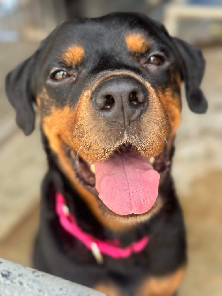 Nahni, an adoptable Rottweiler in Brookings, OR, 97415 | Photo Image 1