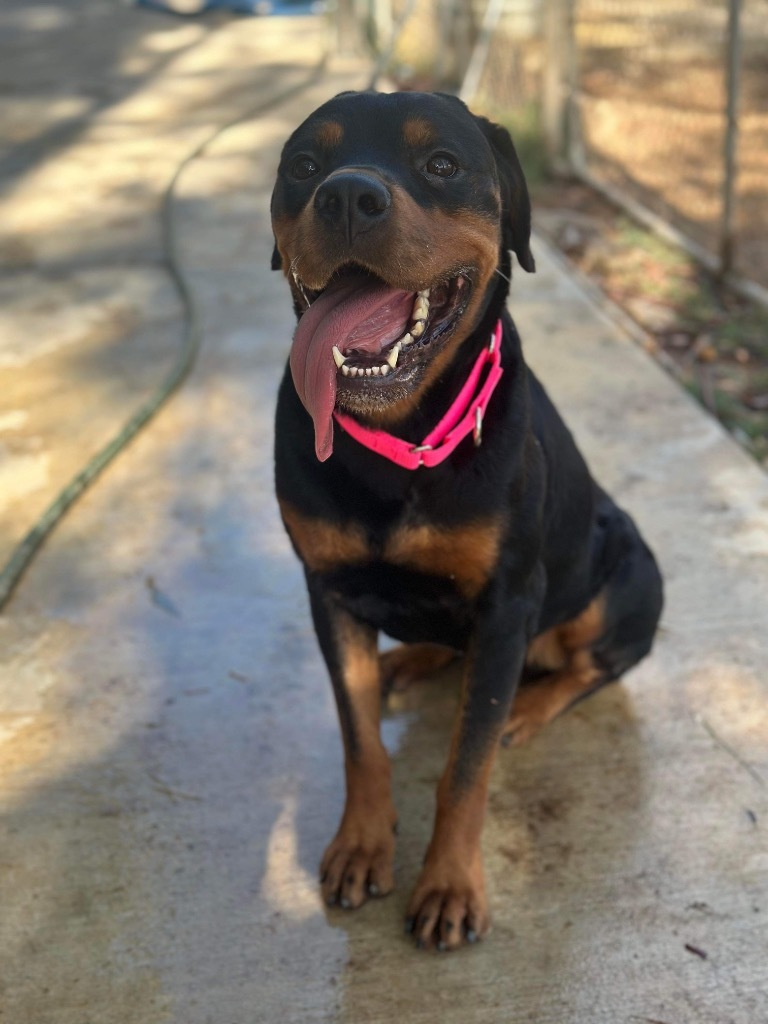 Nahni, an adoptable Rottweiler in Brookings, OR, 97415 | Photo Image 3