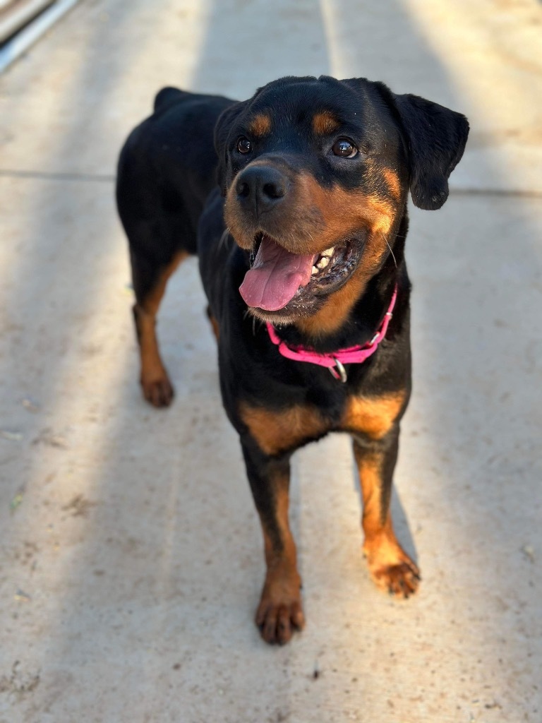 Nahni, an adoptable Rottweiler in Brookings, OR, 97415 | Photo Image 4