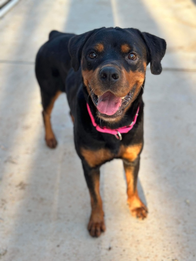 Nahni, an adoptable Rottweiler in Brookings, OR, 97415 | Photo Image 5