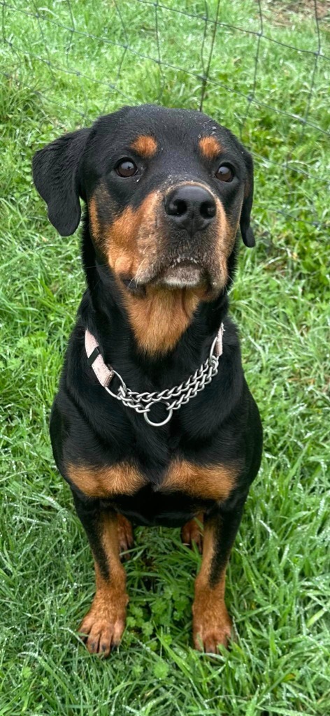 Nahni, an adoptable Rottweiler in Brookings, OR, 97415 | Photo Image 6