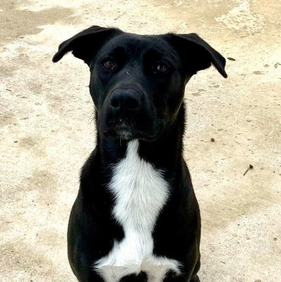 Black lab and border collie 2024 mix puppy