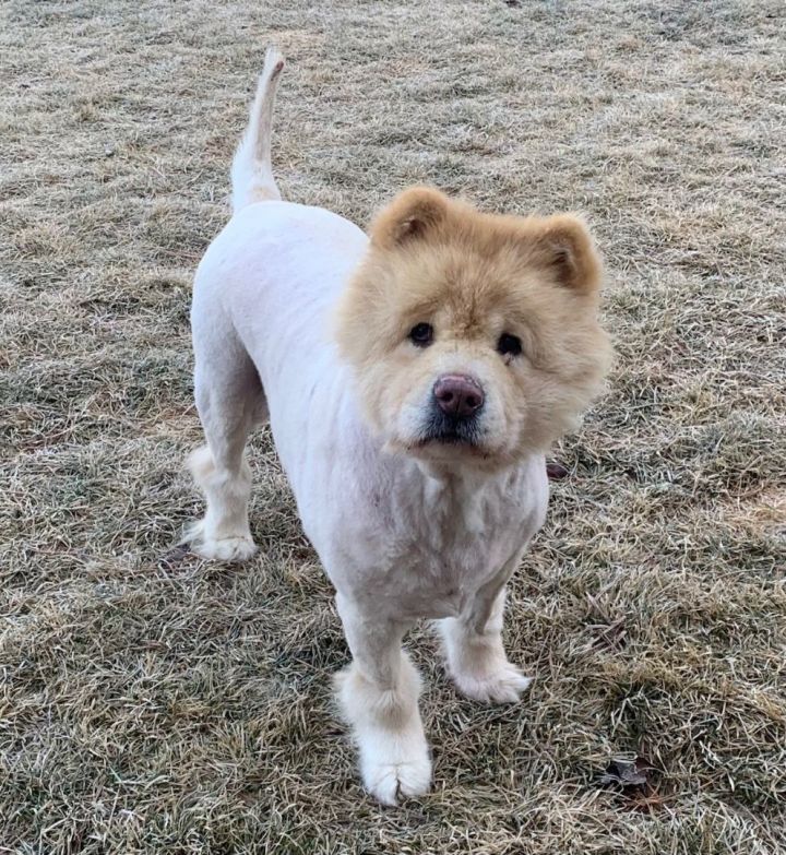 Archie the chow chow  Chow chow, Fluffy dogs, Cute dogs