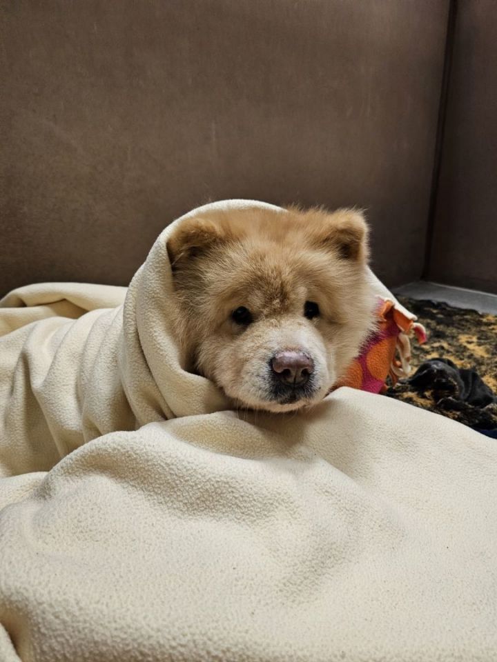 Petfinder chow hot sale chow