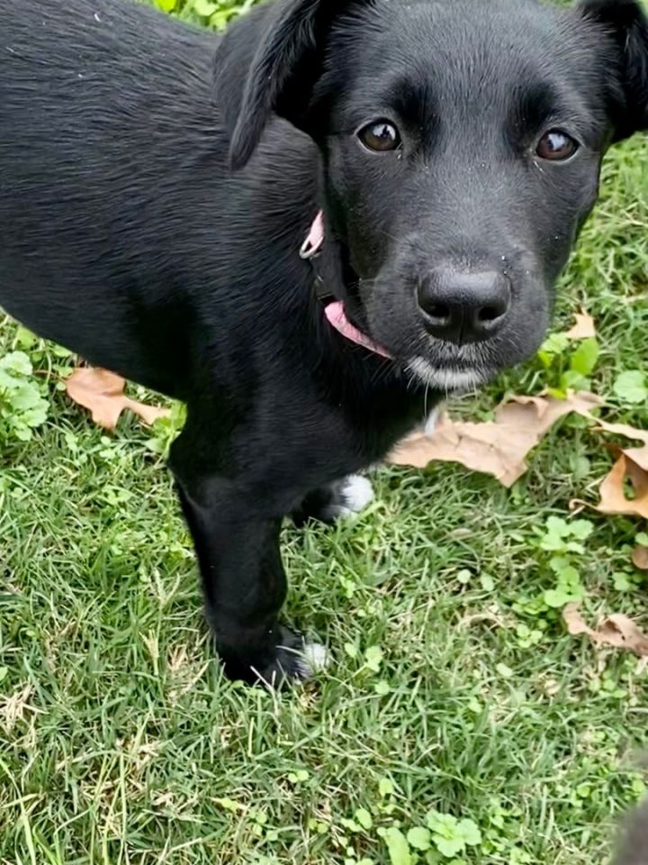 Dog for adoption - Daisy, a Labrador Retriever Mix in Auburn, PA ...