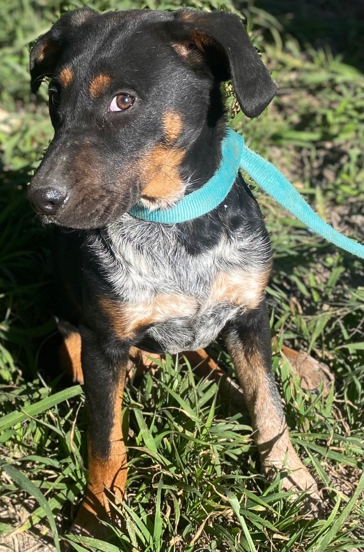 Bernese mountain dog hot sale blue heeler mix