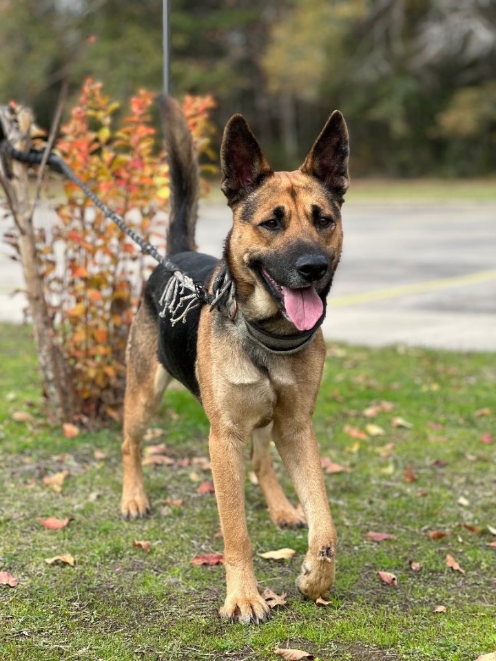 Dog for adoption - Max, a German Shepherd Dog Mix in Snohomish, WA ...